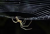 strekspin (tetragnatha sp.) 9-2011 4526